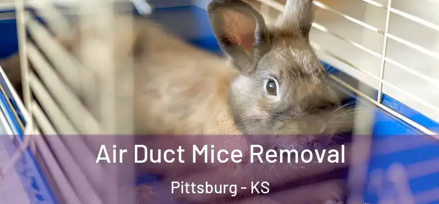 Air Duct Mice Removal Pittsburg - KS